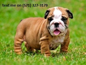 English Bulldog Puppy for Free Adoption