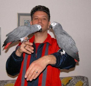 Two African Grey Parrots for Adoption
