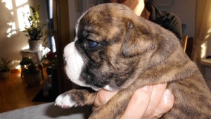Adorable Bulldog Puppies for Sale