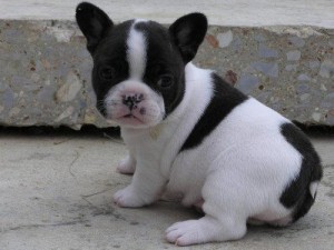 2 French Bulldog Puppies