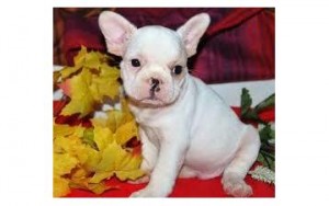 French Bulldog Puppies