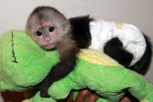 Outstanding Capuchin Monkeys