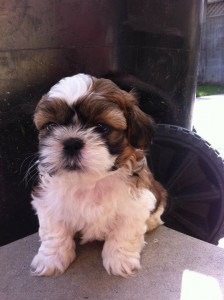 Shih Tzu Puppies for Sale