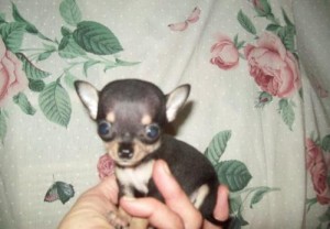 Healthy Registered Chihuahua Puppies