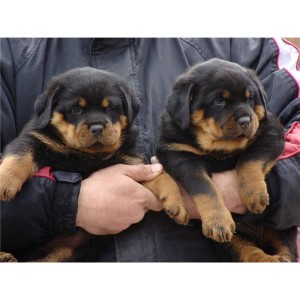 Male and Female Rottweiler Puppies