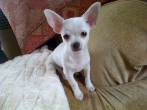 Friendly Chihuahua Puppies