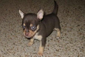 Two Chihuahua Pups Available Now