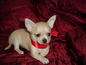 Adorable Chihuahua Puppies for Sale