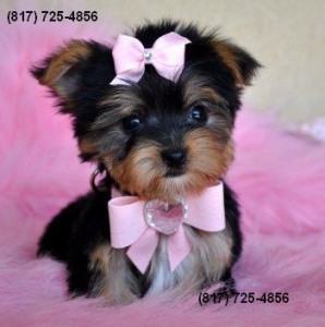 Male Yorkie Pup