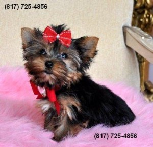 Toy Size Yorkshire Terrier (Yorkie) Puppy for Sale