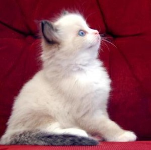 Purebred 10 Weeks Old Ragdolls Kittens