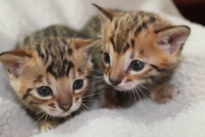 Adorable Bengal kittens