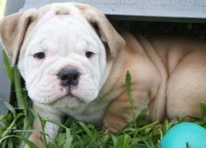 Fawn Male English Bulldog