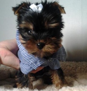 Adorable Yorkie Pups