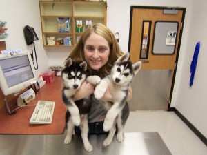 Home Raised Husky Puppies