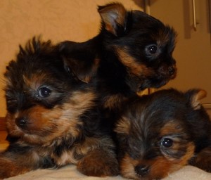 Precious Tea-cup Yorkie Pups