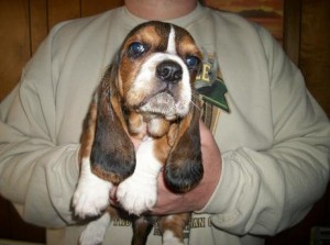 Basset Female