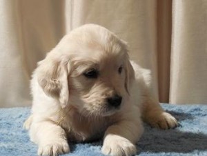 Golden Retriever Pup