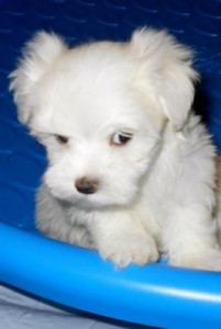 12 Weeks Old Maltese Puppies