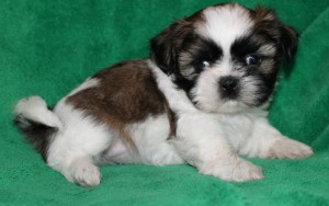 Male Shih Tzu pup