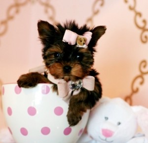 Precious Tea-cup Yorkie