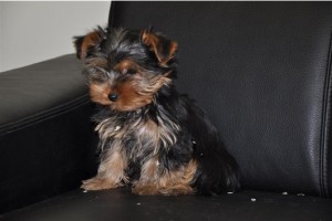 3 Pretty Yorkie Puppies