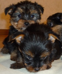 Teacup Yorkie Puppies Available