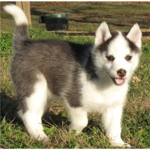 Stunning Litter of AKC Registered Siberian Husky Puppies