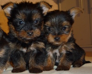 Cute Teacup Yorkie Puppy