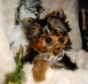 Male And Female Teacup Yorkie Puppies