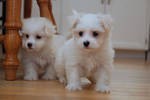 Maltese Pups for Adoption - 11 Weeks Old