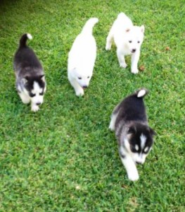 Charming Siberian Husky Puppies For Adoption