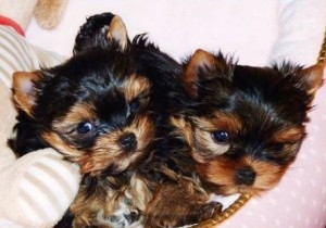 Adorable T-cup Yorkie Puppies Available