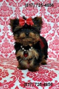 Tiny Yorkie Puppies for Sale