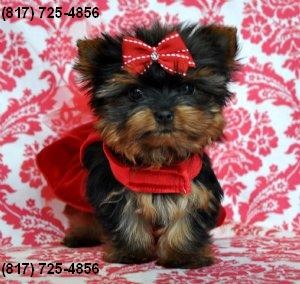 EXTRA SMALL  Yorkie Puppy