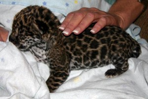 Exotic African Savannah and Serval Kitten