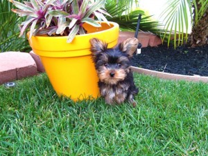 T-Cup Yorkie Puppies for Adoption
