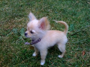 Chihuahua Puppy for Sale