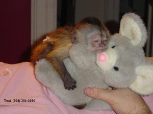 Small Capuchin Monkey