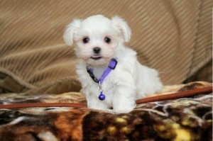 Tiny Maltese Male Puppy