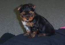 Healthy Yorkie Puppies