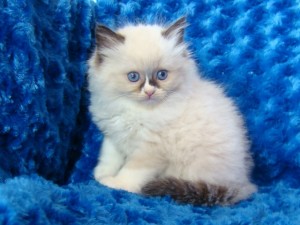 Ragdoll Kittens Available