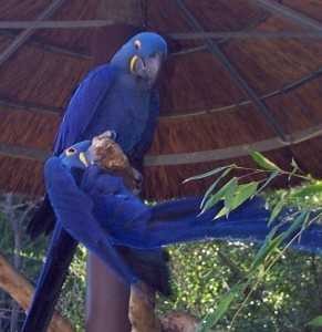 Blue and Gold Macaw Parrots