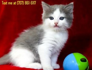 Bicolor Male Ragdoll Kitten