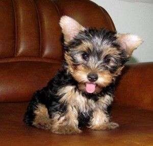 Lovely and cute Yorkie Puppies
