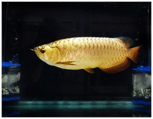 Arowana Fish