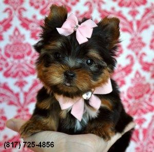 Adorable AKC Registered Yorkie Pups