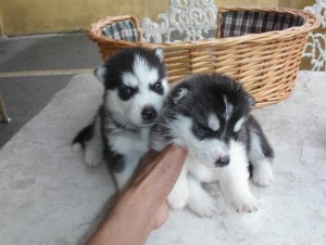 Registered Siberian Husky Puppies for Adoption