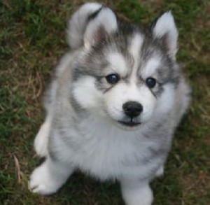 Stunning Blue-eyed Siberian Husky