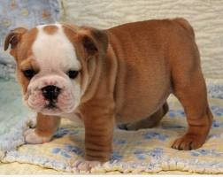 Two English Bulldog Puppies